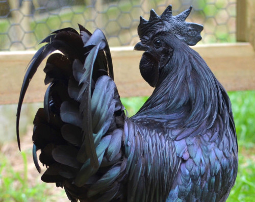 الدجاج الأسود الاندونيسي