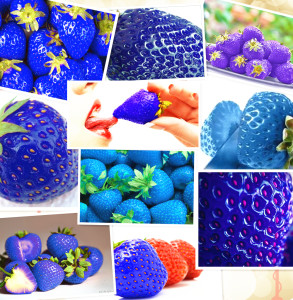 فراولة-زرقاء-بأشكال-متنوعة