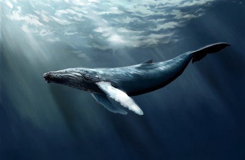 تتمع الحيتان والدلافين بأغرب طريقة للنوم بين مختلف المخلوقات