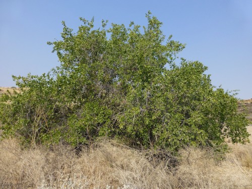 اﻷراك شجرة دائمة الخضرة وتتحمل أصعب الظروف الصحراوية