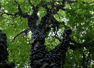 من الوهلة اﻷولي يظن البعض أنها حشرات متجمعة على جذع الشجرة ولكنها في الحقيقة هي ثمارها