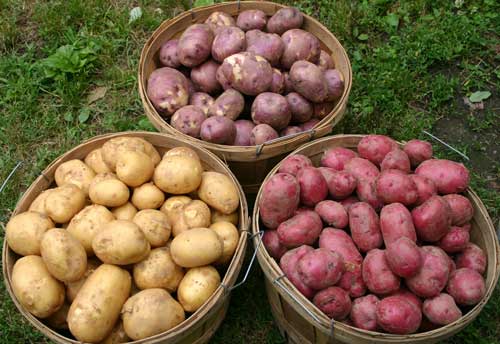 تحتوي البطاطس البنفسجية على مستوى كبير من مادة الأنثوسيانين المضاد للأكسدة