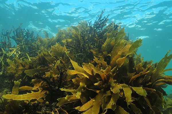 الطحالب واﻷعشاب البحرية لها فوائد وأستخدامات لا حدود لها